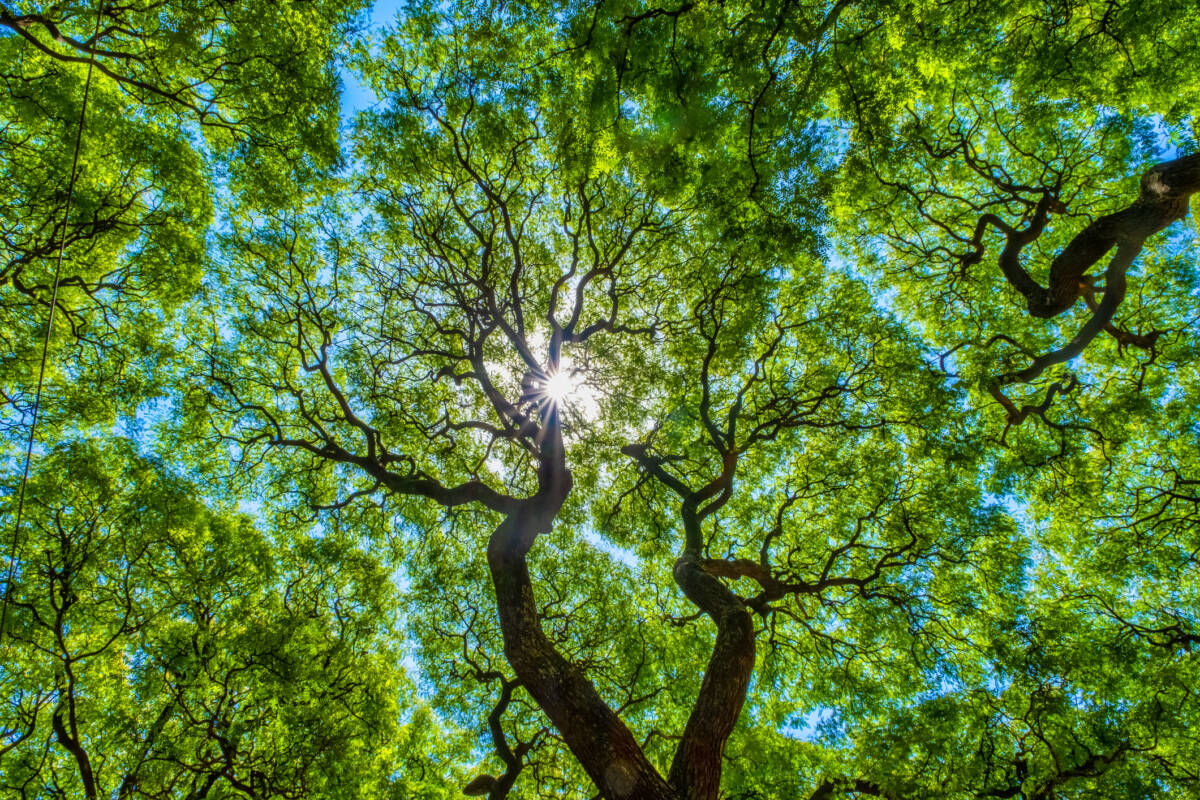 Article image for Nedlands residents who damage a mature tree could be penalised under new rules