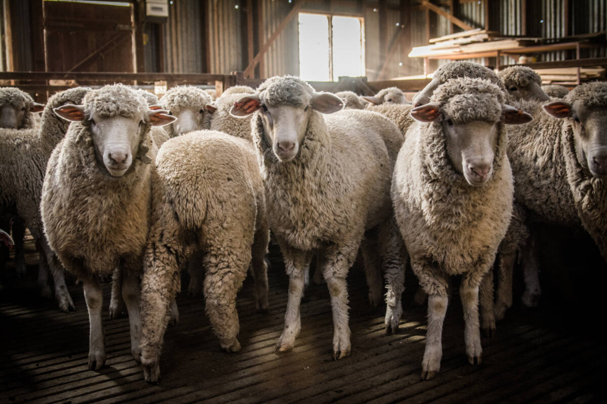 Article image for Keep The Sheep president has his say on the negative impact live sheep export laws will have on the industry