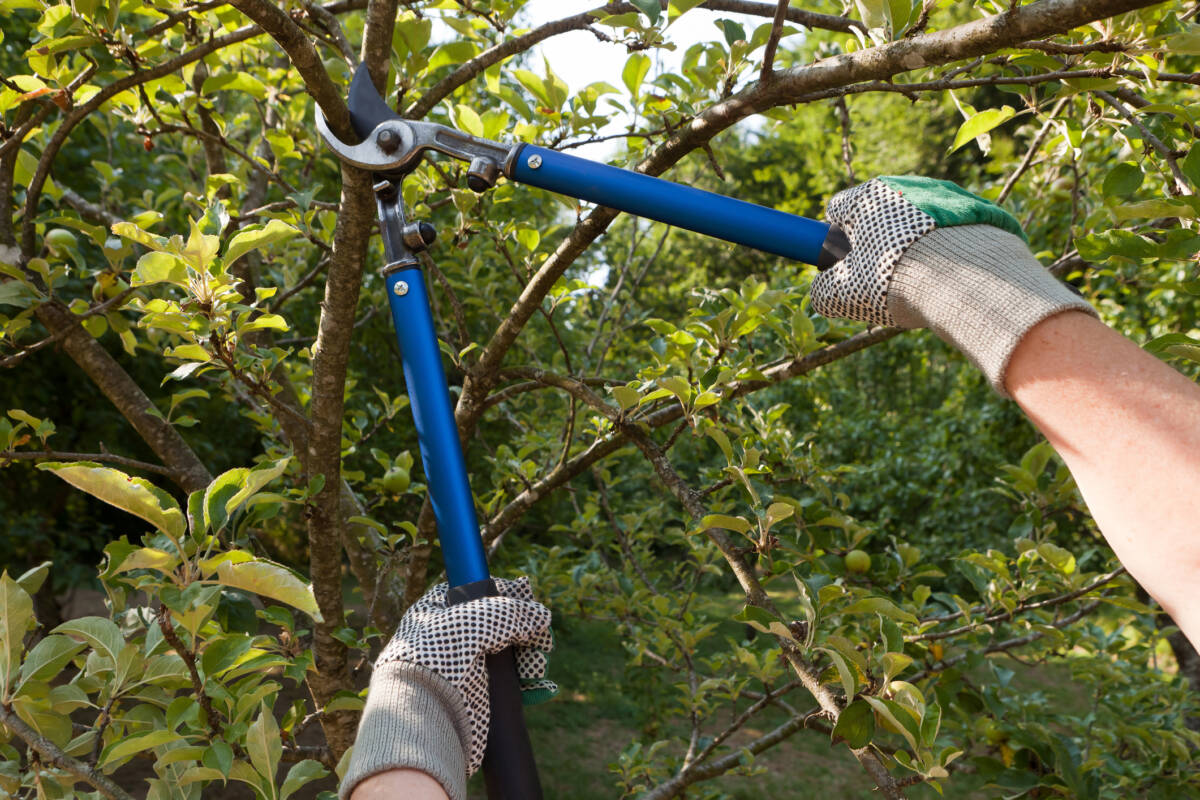 Article image for Town of Bassendean is attempting to introduce rules that make it an offence to prune trees without approval