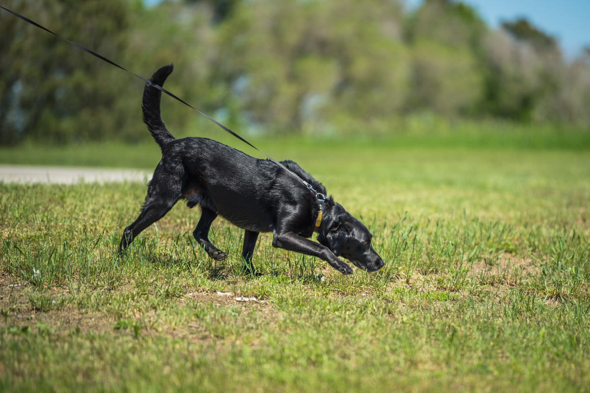 Article image for Are sniffer dogs the answer to detecting dieback?