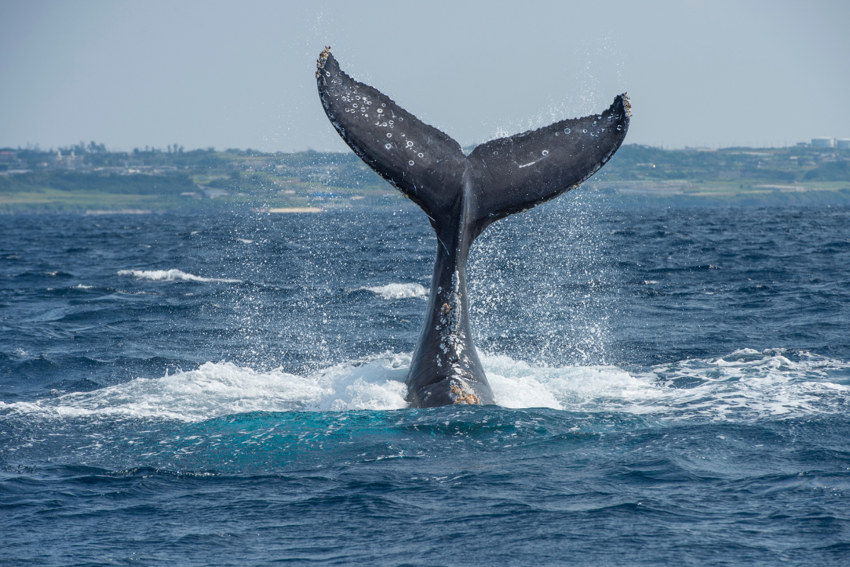 Article image for Two men injured as their boat was reportedly struck by a whale off the Western Australia coast