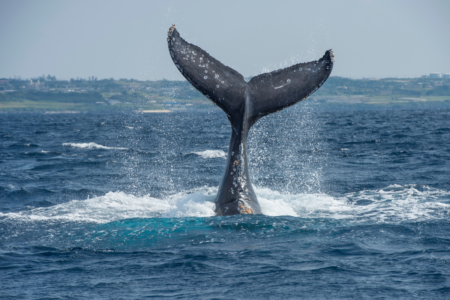 Two men injured as their boat was reportedly struck by a whale off the Western Australia coast