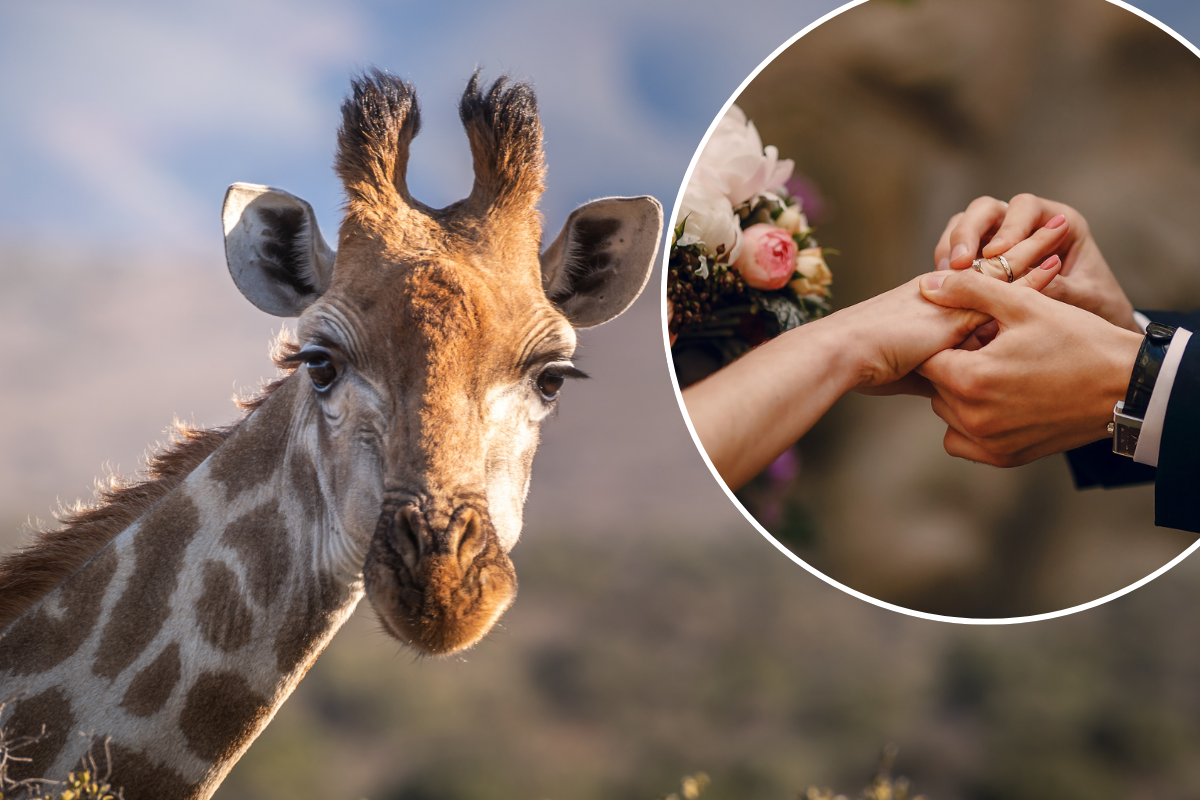 Article image for Why not say ‘I do’ at the zoo?