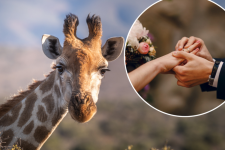 Why not say ‘I do’ at the zoo?