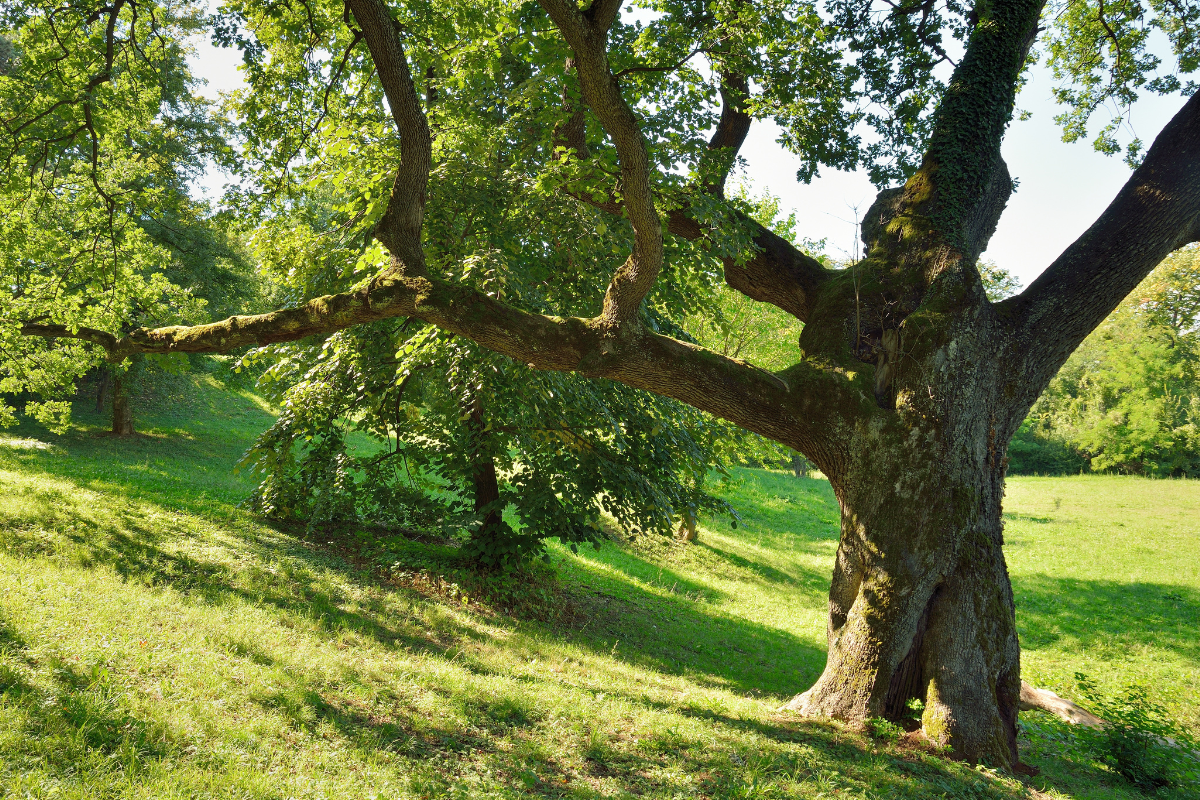 Article image for 800 year old ‘Bob Brown’ peppermint tree destroyed