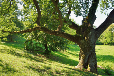 800 year old ‘Bob Brown’ peppermint tree destroyed