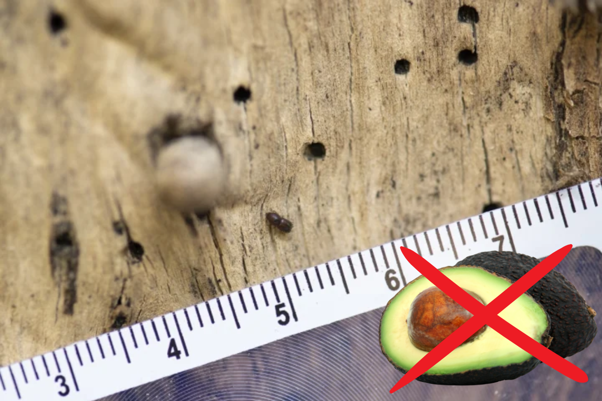 Article image for WA Avocado industry facing potentially “catastrophic” damage from shot-hole borer