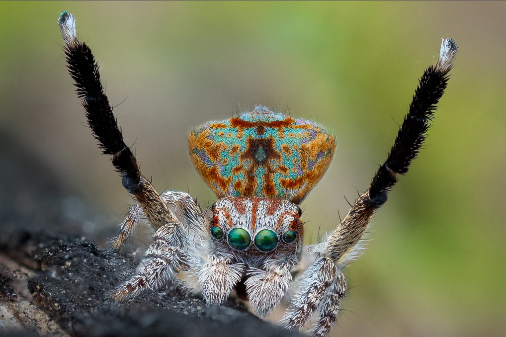 Article image for Peacock spiders discovered near Yanchep sand dunes fighting for survival