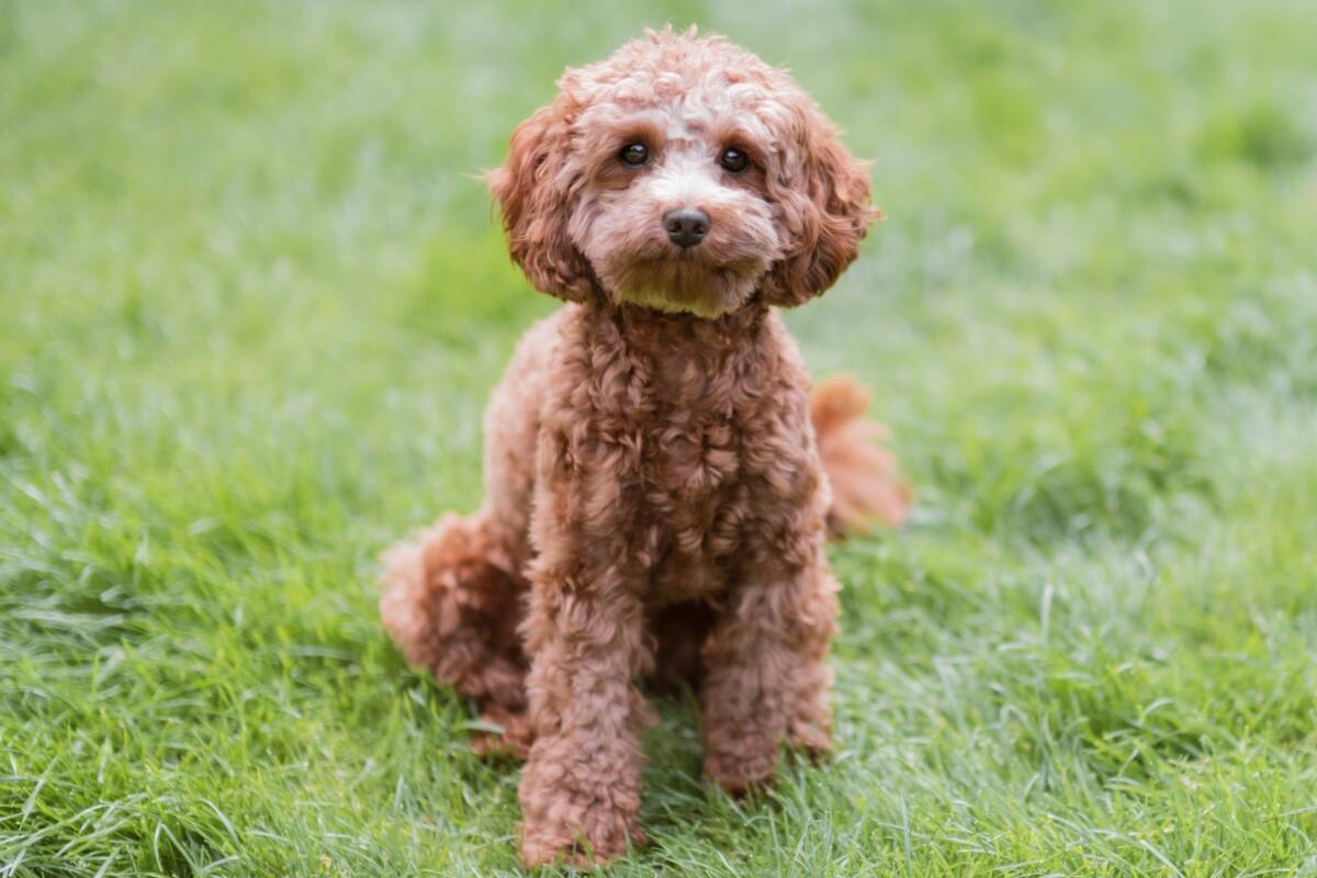 Article image for New data shows Cavoodles are Australia’s favourite dog breed