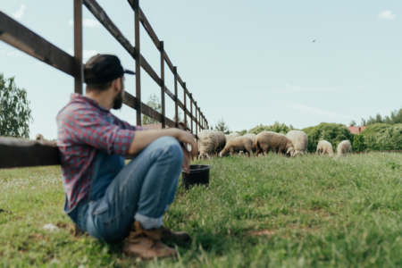 Frustrated farmers rally in Canberra to protest ban on live sheep exports