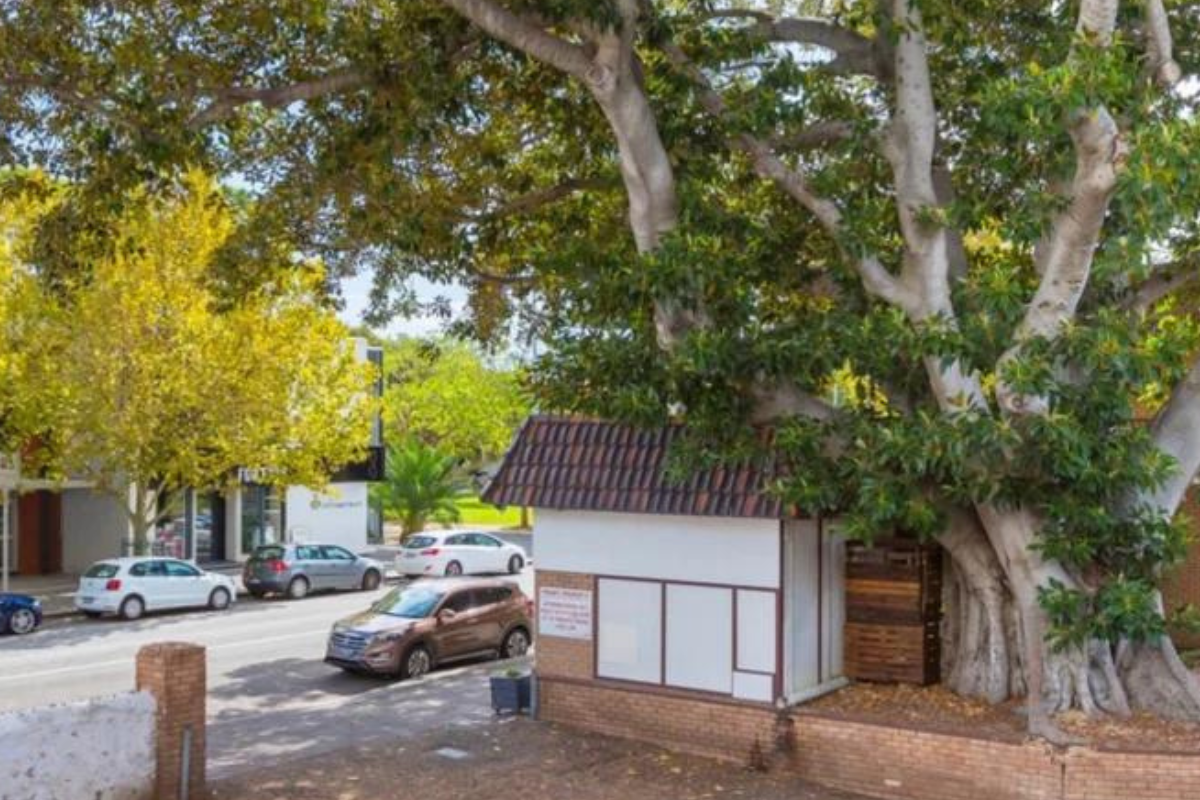 Article image for 140-year-old Morton Bay Fig at risk again