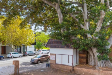 140-year-old Morton Bay Fig at risk again