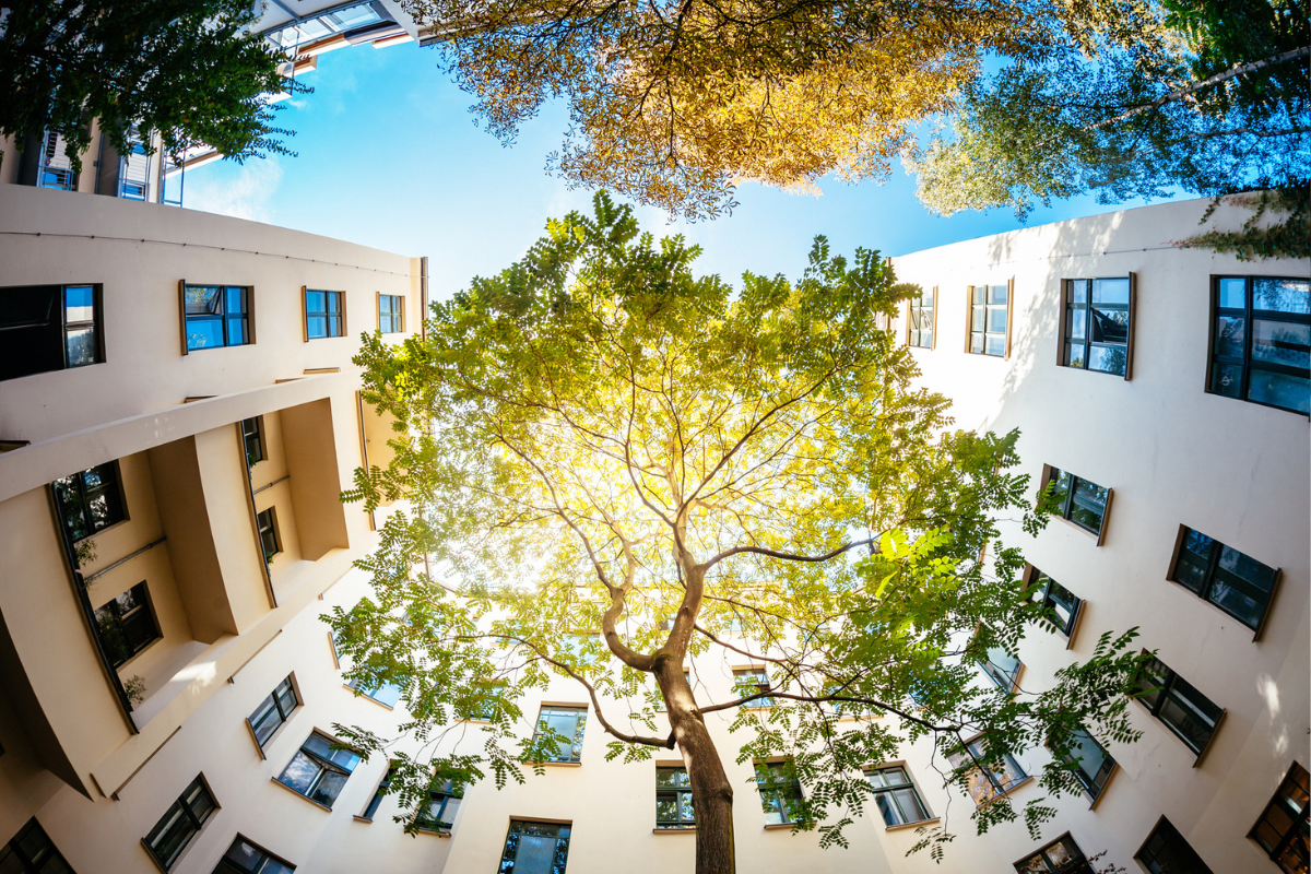 Article image for Why aren’t Perth’s trees being protected?