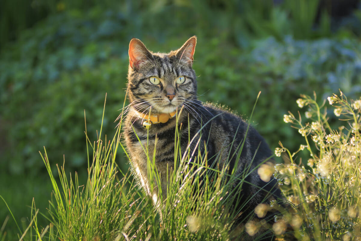 Article image for WA organisation calls for permanent laws to stop cats from roaming streets