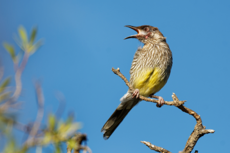 “An annoying wattlebird” has forced Gary Adshead to seek help