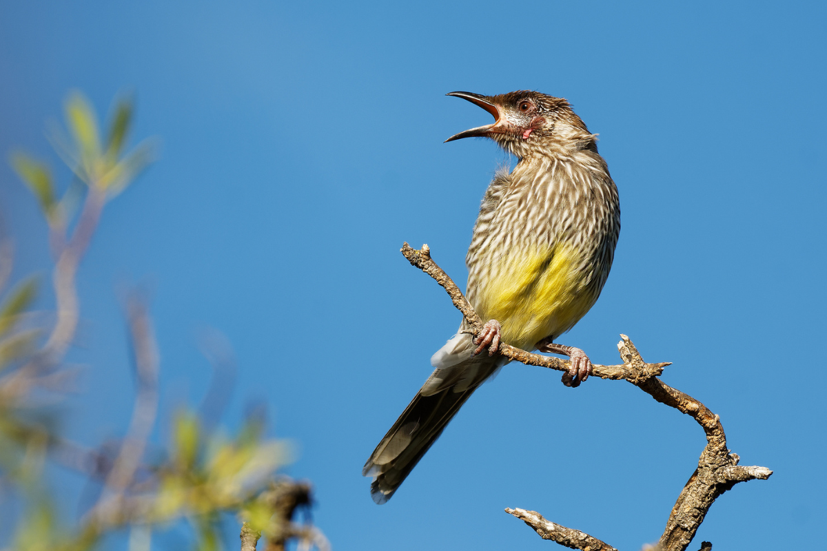 Article image for “An annoying wattlebird” has forced Gary Adshead to seek help