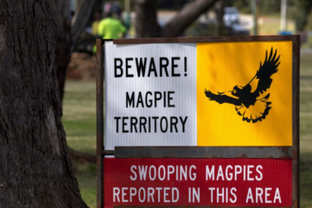 Public health alert issued as magpie swooping season begins