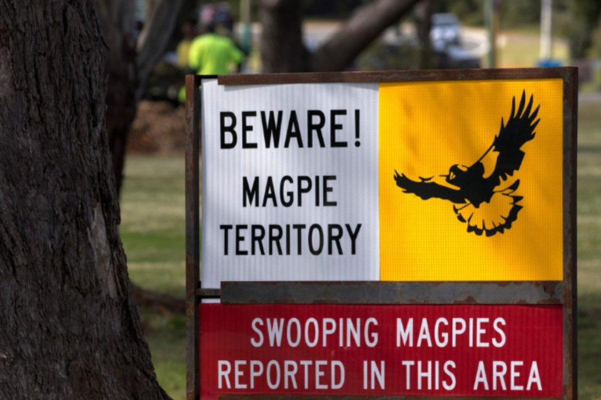 Article image for Public health alert issued as magpie swooping season begins