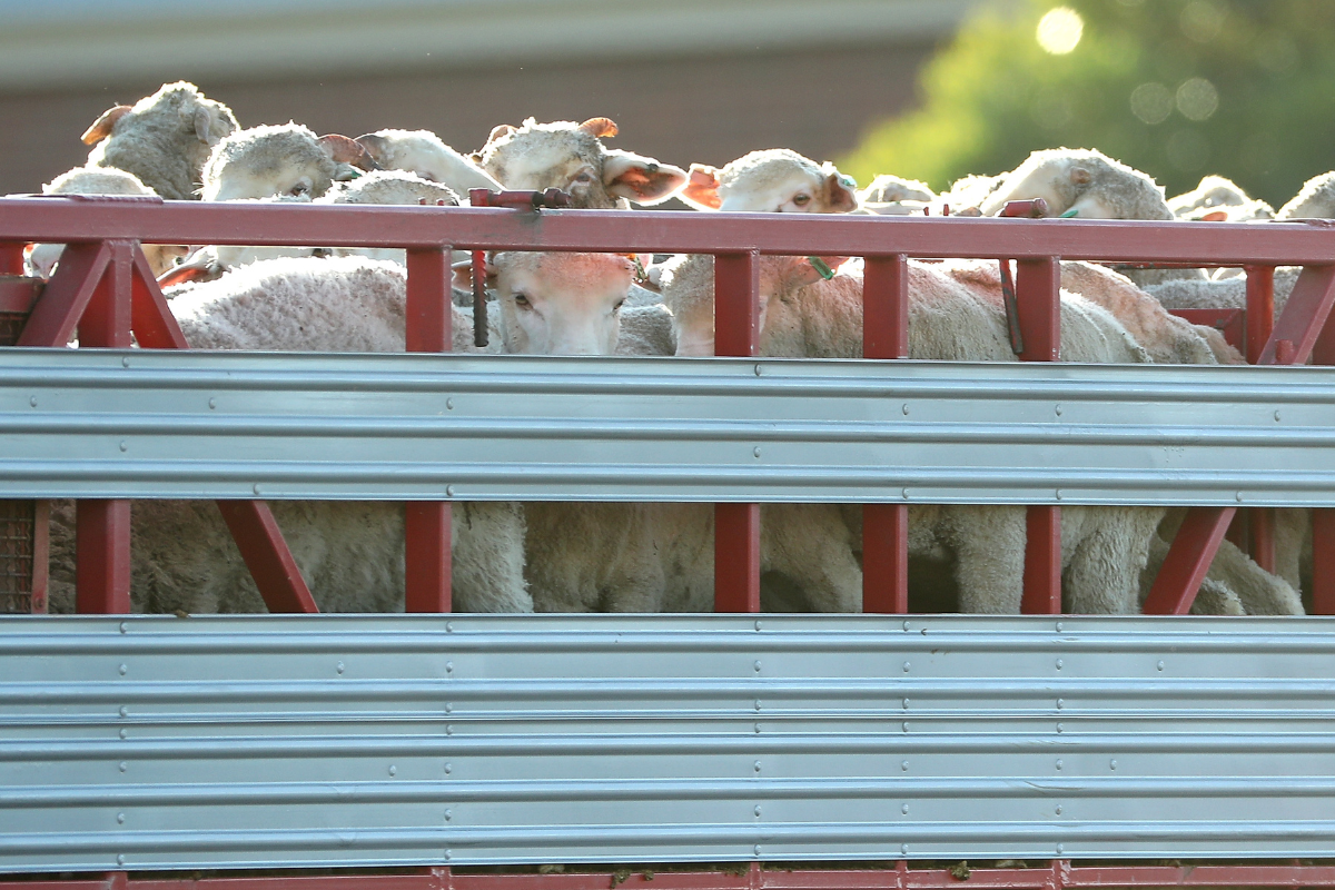 Article image for Additional funding for the live export ban misses the mark