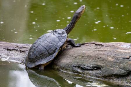 West Aussies urged to look out for turtles as breeding season kicks off