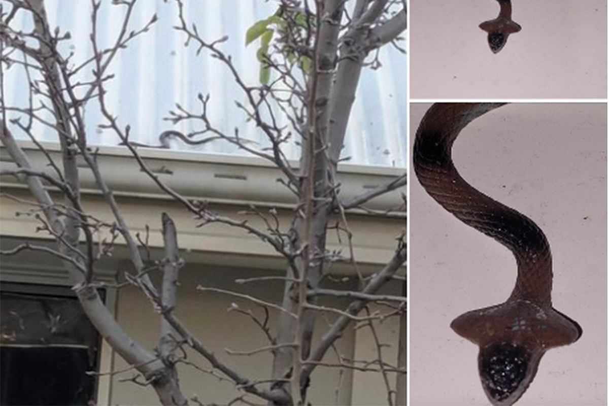 Article image for RUMOUR CONFIRMED: Snake catcher called out to a house to catch toy snake