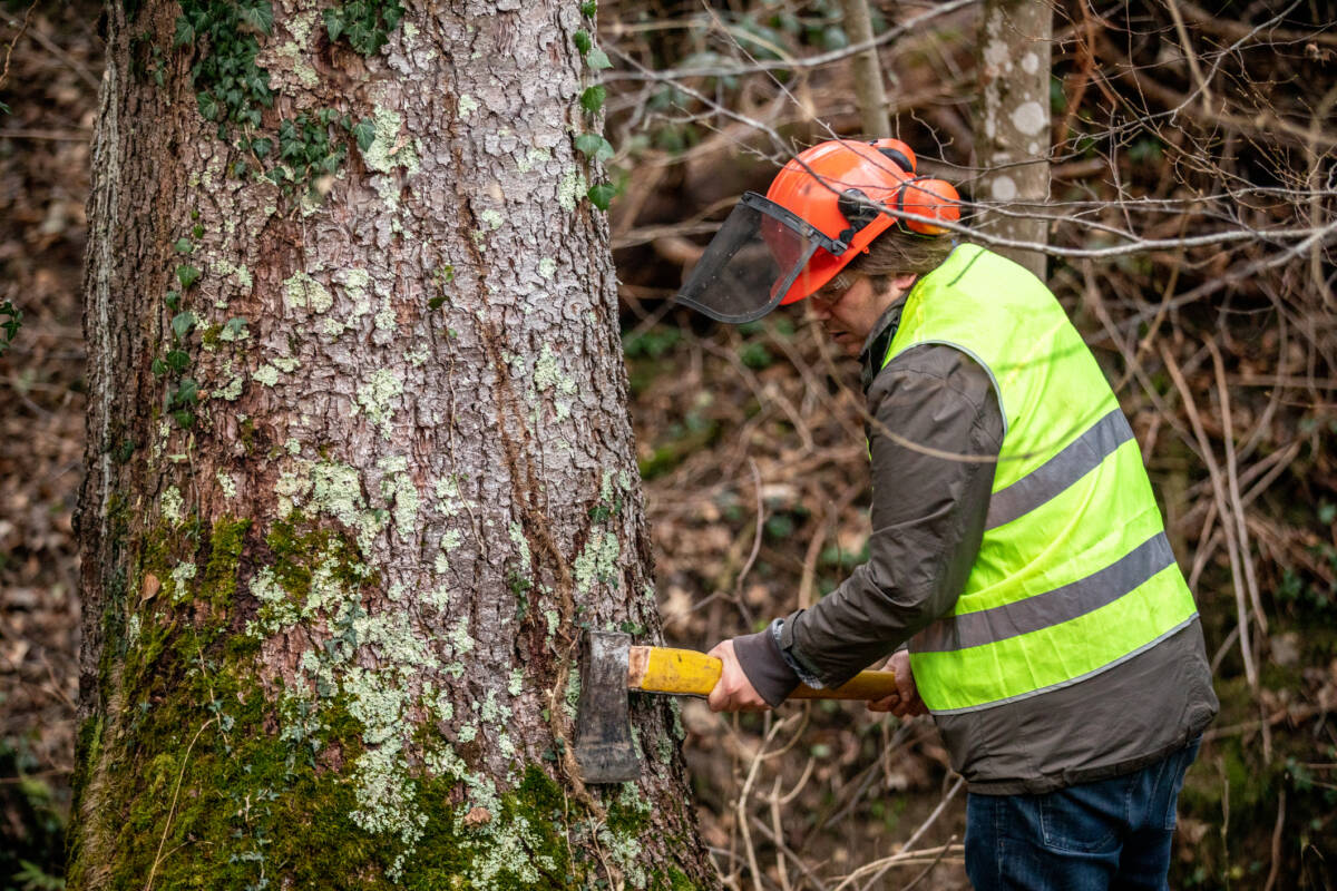 Article image for City of Fremantle concerned over ‘protracted delays’ in treating affected trees