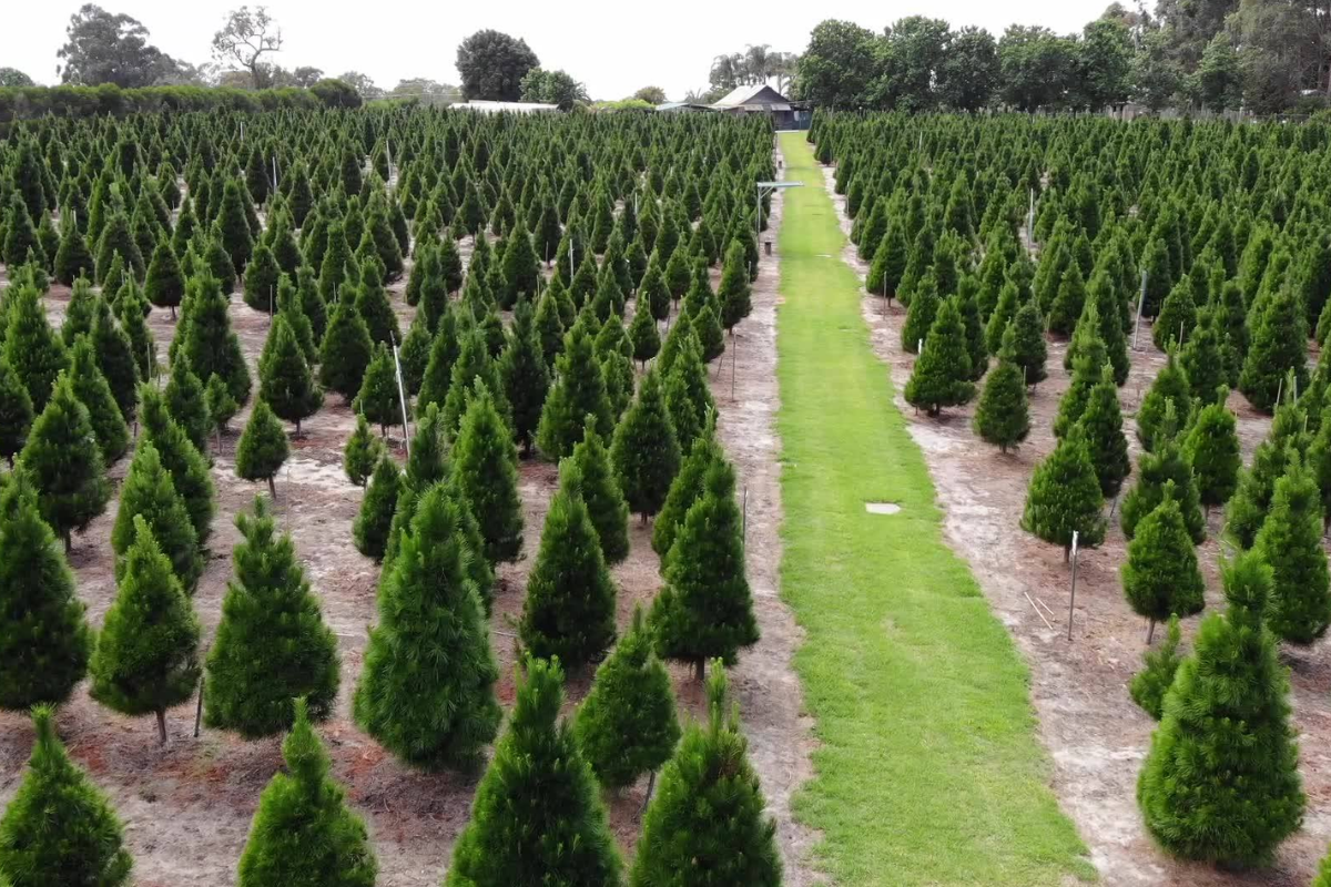 Article image for Tree-mendous rise in West Aussies buying real Christmas trees