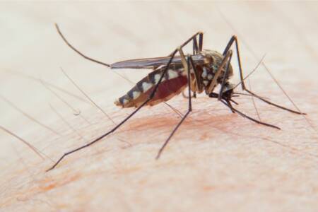 How West Aussies can help stop the spread of mosquito-borne disease