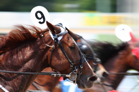 Bookies using the Melbourne Cup as a recruitment drive