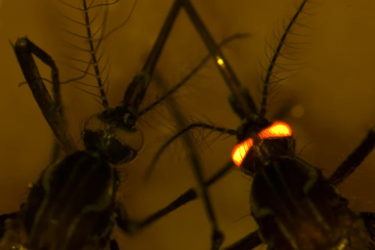 Article image for Genetically modified deadly mosquito to be released in Australia