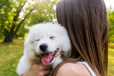 Stem Cell technology now offered to Aussie pets