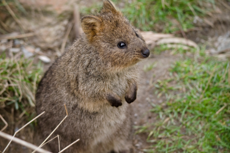 Quokka colony found in the Perth Hills