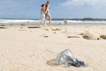 Experts unite to protect swimmers from bluebottles