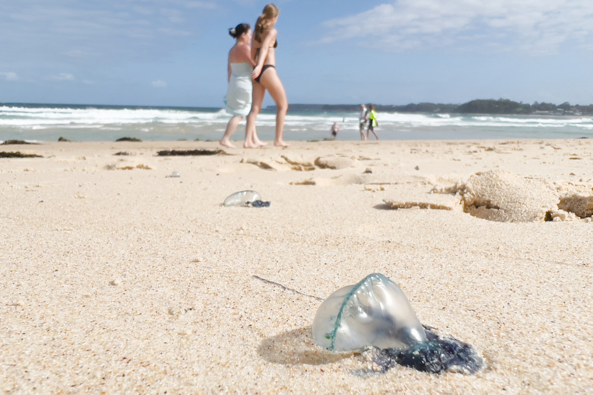 Article image for Experts unite to protect swimmers from bluebottles