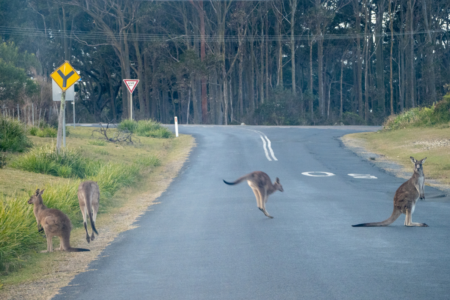 Virtual fencing considered to deter kangaroos from city roads