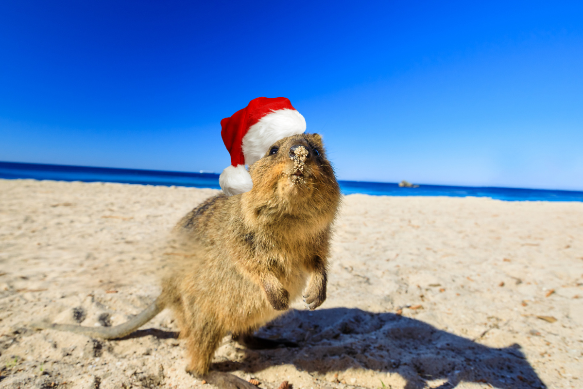 Article image for Slim Jim releases a Christmas song about Rottnest