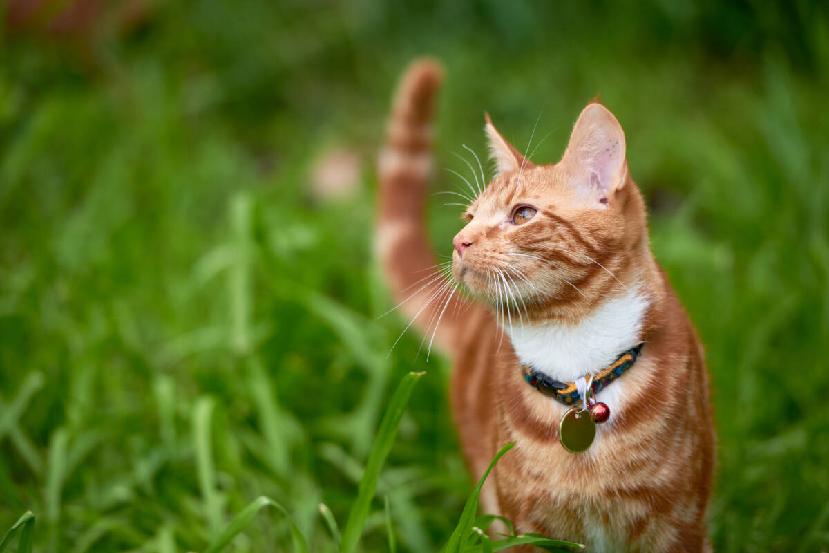 Article image for Rockingham pet owners to cough up fine if their cats are found wandering