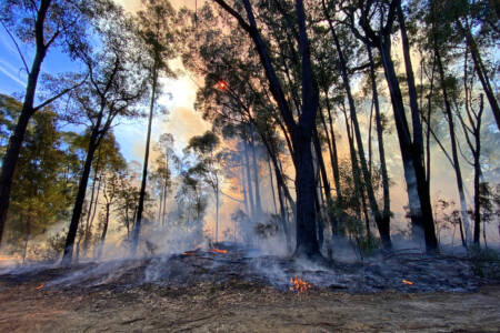 Greens WA call for review into State’s prescribed burning practices