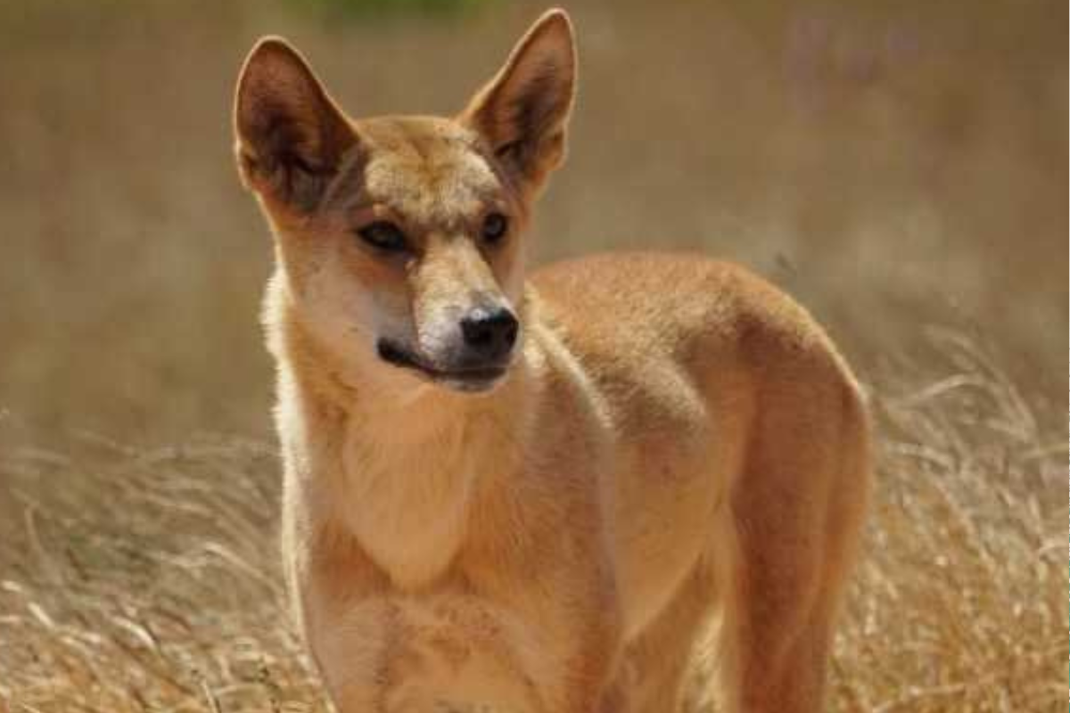 Article image for Coral Bay community seeks explanation after female dingo was shot