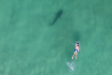 Expert celebrates the presence of sharks at WA beaches