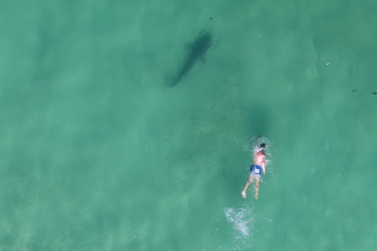 Article image for Expert celebrates the presence of sharks at WA beaches