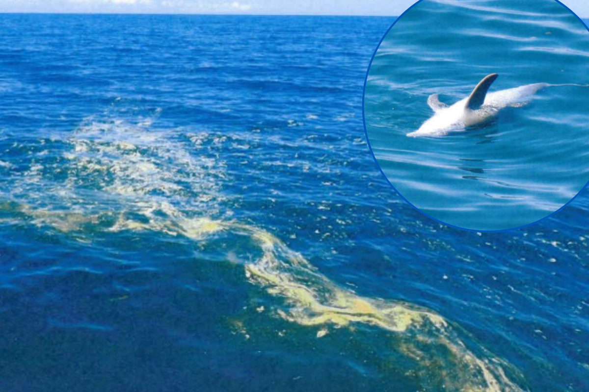 Article image for Lenient penalty after catastrophic oil spill shocks conservationists