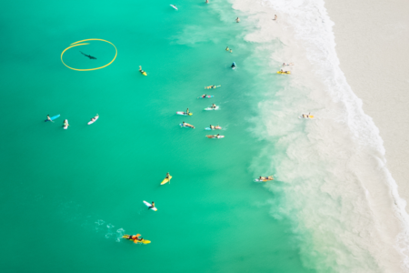 Drone operator witnesses large increase in sharks cruising near swimmers