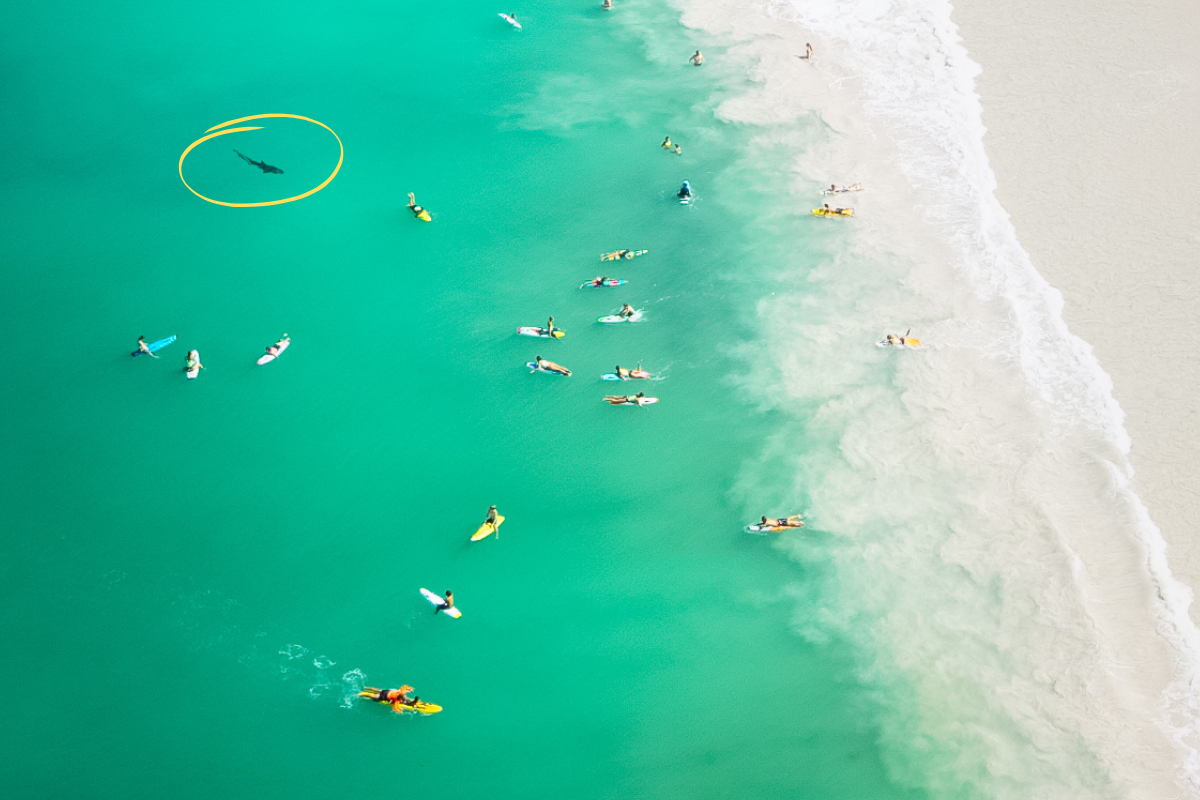 Article image for Drone operator witnesses large increase in sharks cruising near swimmers