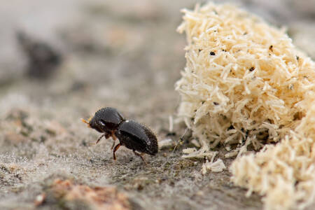 WA councils urged to sign confidentiality agreement to fight invasive pest