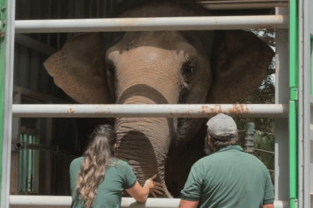 Perth Zoo’s beloved elephant Permai begins 2000km journey to her new home in South Australia