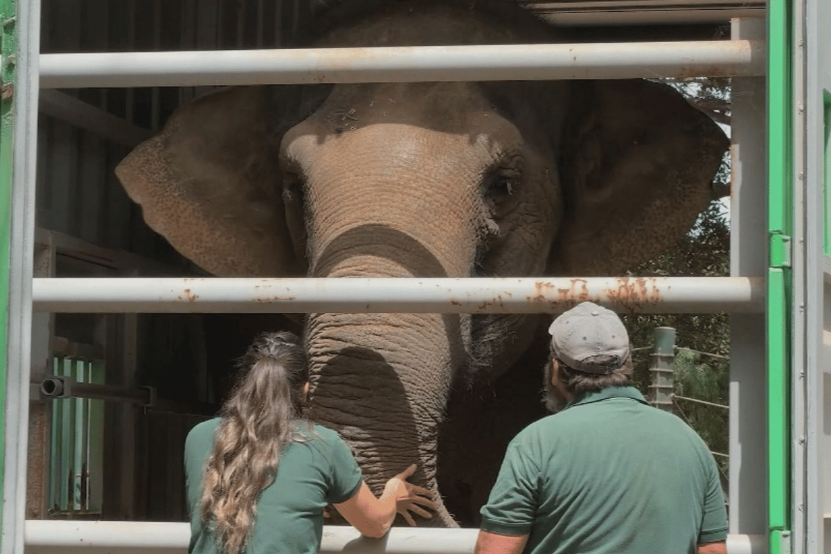 Article image for Perth Zoo’s beloved elephant Permai begins 2000km journey to her new home in South Australia