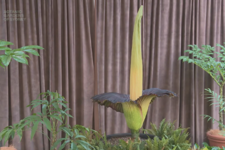 Unique plant draws huge crowds eager to catch a glimpse of the rare spectacle