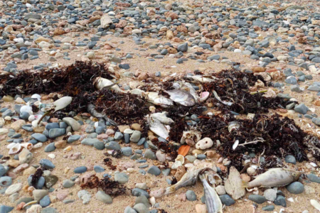 Marine heatwave causing mass fish deaths in the north set to move south