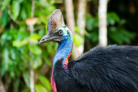 Millsy calls rubbish on a CNN report claiming the cassowary is the only animal Australians are afraid of